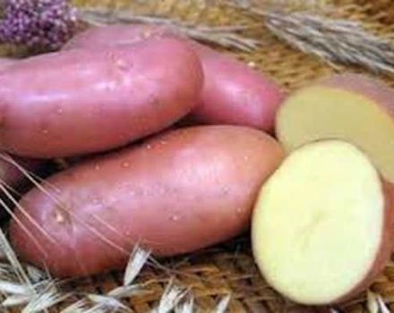 Descrizione della varietà di patate Krasavchik, caratteristiche di coltivazione e cura