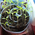 Sådan plantes og dyrkes tomater i en snegl til frøplanter