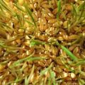 How to properly germinate wheat for chickens at home and at what age can you give