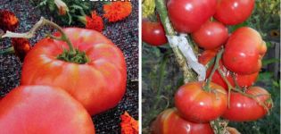 Pomidorų veislės Lopatinskie aprašymas ir jos savybės