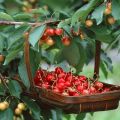 Beskrivelse af kirsebærsorten Fatezh, pleje og bestøvning, valg af plantningssted