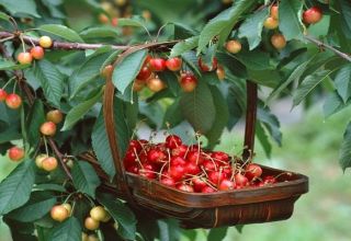 Description of the cherry variety Fatezh, care and pollination, choice of planting site