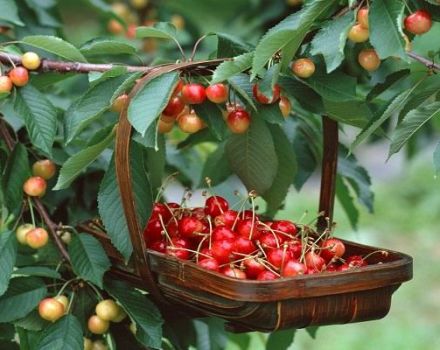Description of the cherry variety Fatezh, care and pollination, choice of planting site