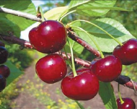 Vyšnių „Shubinka“ veislės aprašymas ir savybės, derlius, sodinimas ir priežiūra