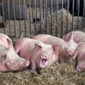 El agente causal y las causas de la sarna en los cerdos, los síntomas y los métodos de tratamiento.