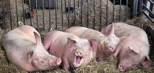 Der Erreger und die Ursachen von Krätze bei Schweinen, Symptome und Behandlungsmethoden