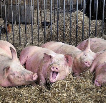 L’agent causant i causes de sarna en porcs, símptomes i mètodes de tractament