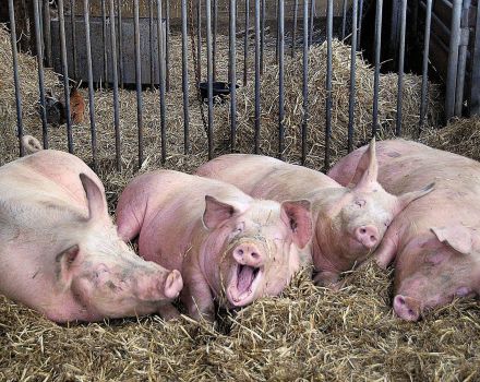 Uzročnik i uzroci šuga kod svinja, simptomi i metode liječenja