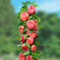 Kuvaus sarake persikoiden lajikkeista, niiden istutuksesta ja hoidosta, maatalouden tekniikan säännöistä