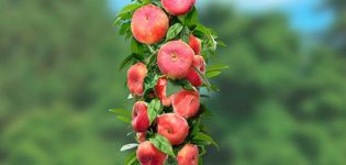 Kolonnu persiku šķirņu apraksts, to stādīšana un kopšana, lauksaimniecības tehnoloģijas noteikumi