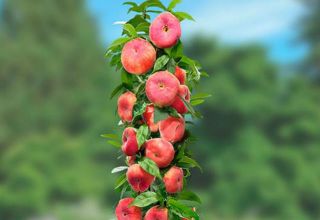 Beschrijving van variëteiten van zuilvormige perziken, hun aanplant en verzorging, regels voor landbouwtechnologie