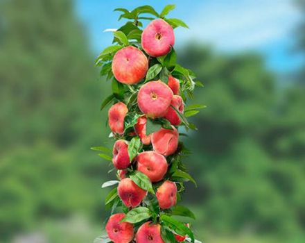 Kuvaus sarake persikoiden lajikkeista, niiden istutuksesta ja hoidosta, maatalouden tekniikan säännöistä