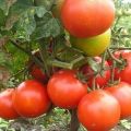 The best, fruitful varieties of tomatoes for the northern regions in the open field and greenhouses