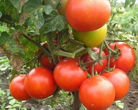 Geriausios, produktyviausios pomidorų veislės šiauriniams regionams atvirame lauke ir šiltnamiuose