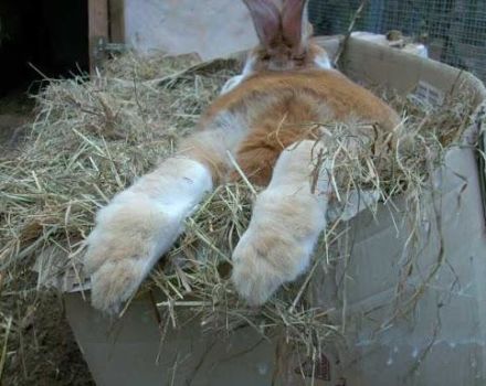 Welk hooi en stro is het beste voor het voeren van konijnen en de regels voor introductie in het dieet