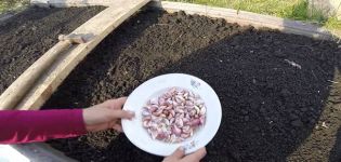 Φύτευση, καλλιέργεια και φροντίδα σκόρδου άνοιξη στο ανοιχτό χωράφι, εάν είναι απαραίτητο να δέσετε και πότε