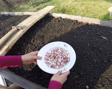 Piantare, coltivare e prendersi cura dell'aglio primaverile in campo aperto, se è necessario legare e quando