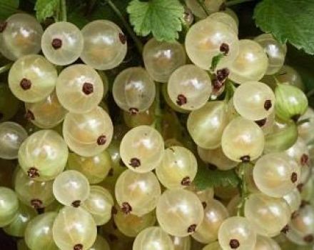 Användbara egenskaper och kontraindikationer av vit vinbär för människors hälsa