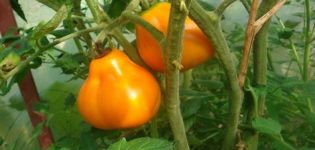 Kenmerken en beschrijving van de tomatenvariëteit Lamp (Bulb, Aladdin's Lamp)