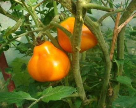 Características y descripción de la variedad de tomate Lámpara (Bombilla, Lámpara de Aladino)