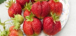 Beschreibung und Eigenschaften von Böhmererdbeeren, Pflanzen und Pflege