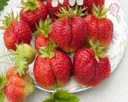 Beschreibung und Eigenschaften von Böhmererdbeeren, Pflanzen und Pflege