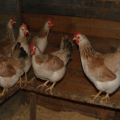 Características y descripción de la raza de pollos de carne mini, reglas de mantenimiento.