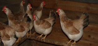 Características y descripción de la raza de pollos de carne mini, reglas de mantenimiento.