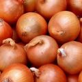Description of the Hercules onion variety, its characteristics and yield