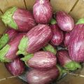 Matrosik patlıcan çeşidinin tanımı, özellikleri ve verimliliği
