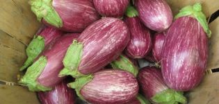 Description de la variété d'aubergine Matrosik, ses caractéristiques et sa productivité
