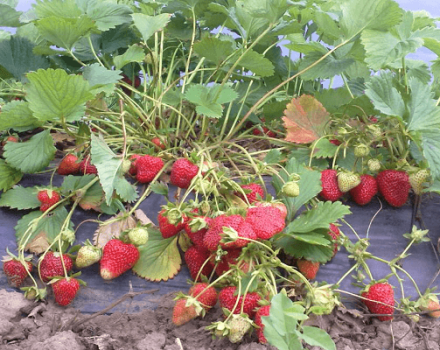 Sådan plantes og plejes jordbær i henhold til Frigo-metoden