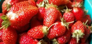 Description et caractéristiques de la variété de fraises Cendrillon, plantation et entretien
