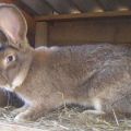 Description and characteristics of rabbits of the Flanders breed, home care