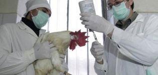 Descripción de las enfermedades y causas de los pollos de engorde, síntomas y métodos de tratamiento.