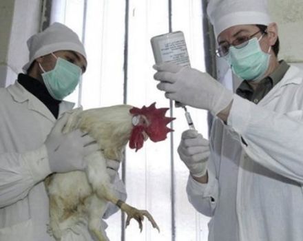 รายละเอียดของโรคและสาเหตุของไก่เนื้ออาการและวิธีการรักษา