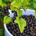 Description and characteristics of black currant varieties Perun, planting and care