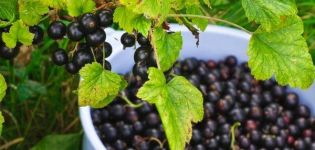 Beskrivning och egenskaper hos svarta vinbärsorter Perun, plantering och skötsel