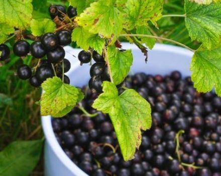 Description and characteristics of black currant varieties Perun, planting and care