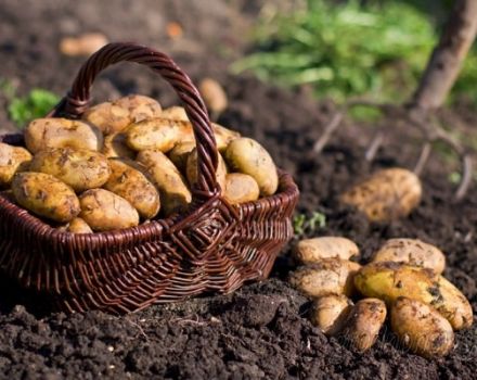 Opis sorte krumpira Zorachka, značajke uzgoja i njege