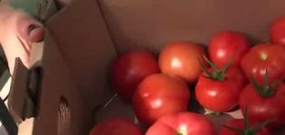Description de la variété de tomate Ministre, ses caractéristiques et son rendement