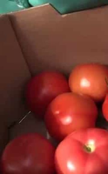 Descripción de la variedad de tomate Minister, sus características y rendimiento