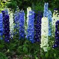 Description of the best varieties of New Zealand delphinium and its cultivation