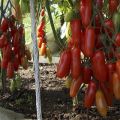 Zhigalo tomātu šķirnes raksturojums un apraksts, tās raža