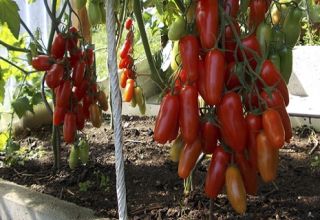 Pomidorų „Žigalo“ veislės charakteristikos ir aprašymas, derlius