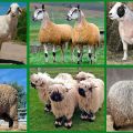 Odtiene chovných oviec mäsových plemien, ako rýchlo rastú a pravidlá kŕmenia