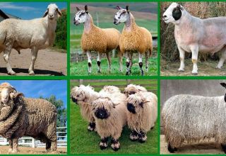 Mėsinių veislių avių veisimo niuansai, kaip greitai jie auga ir šėrimo taisyklės