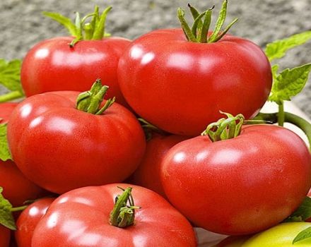 Beschrijving van het tomatenras Swat f1, zijn kenmerken en opbrengst