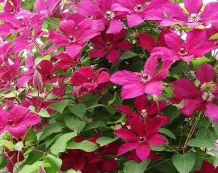 Description and rules for growing clematis varieties Cardinal Vyshinsky