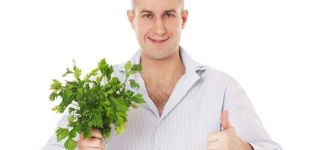 Useful properties and contraindications of parsley for men